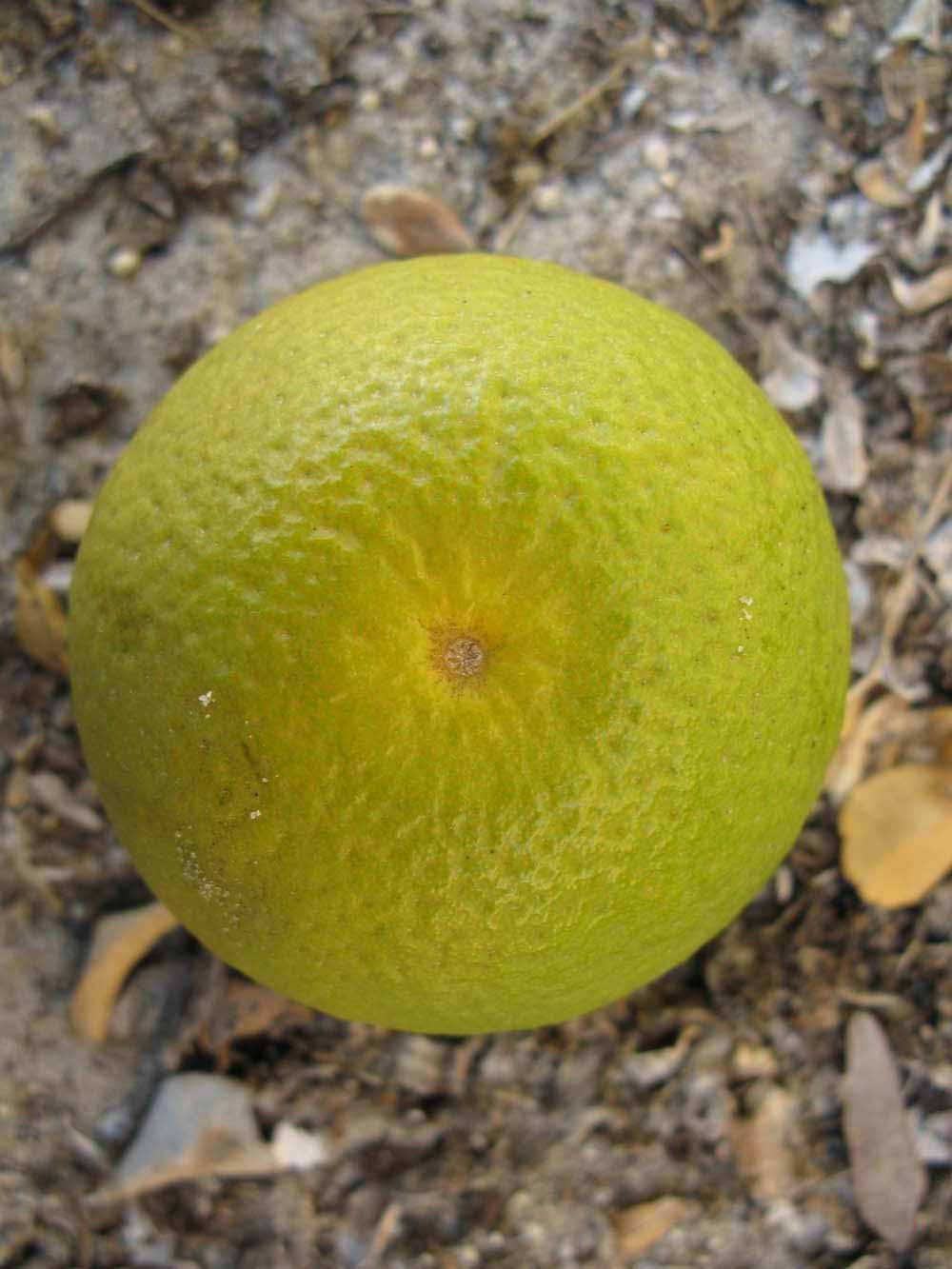            Fruit (Winter Haven, FL)   